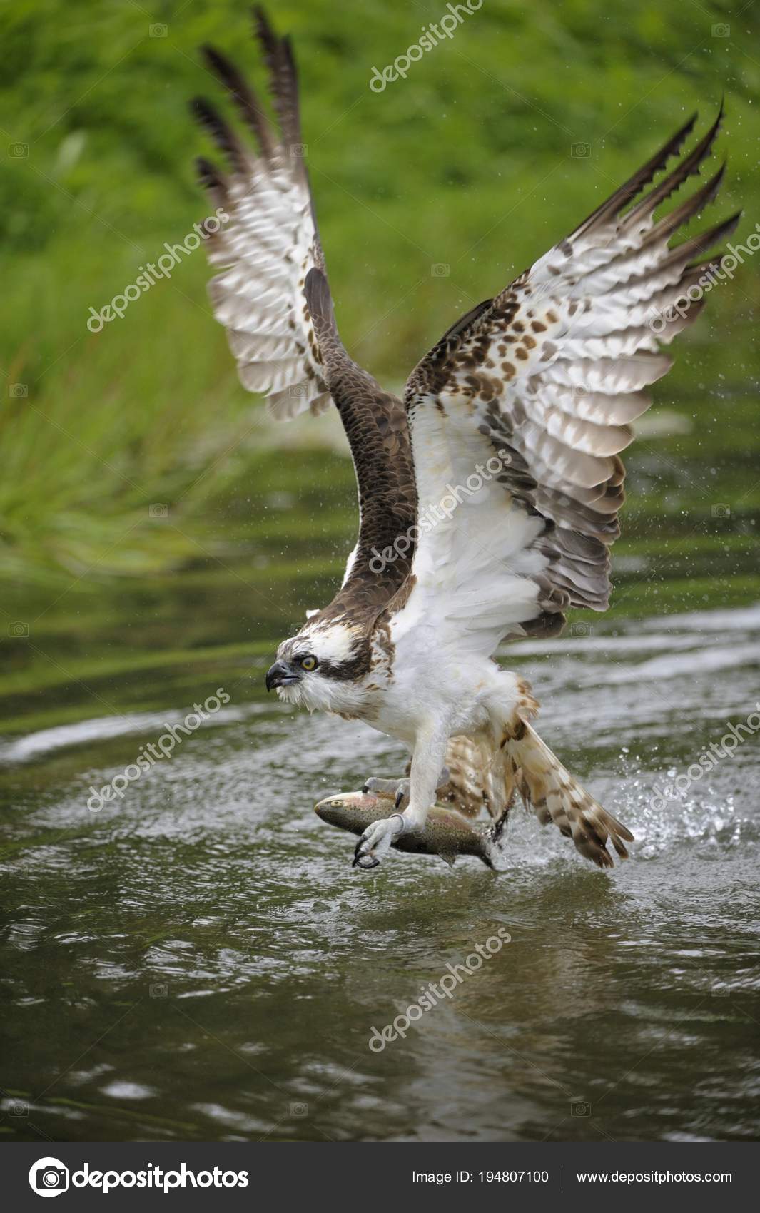 Osprey Catching Fish Pond Water Stock Photo by ©imagebrokermicrostock
