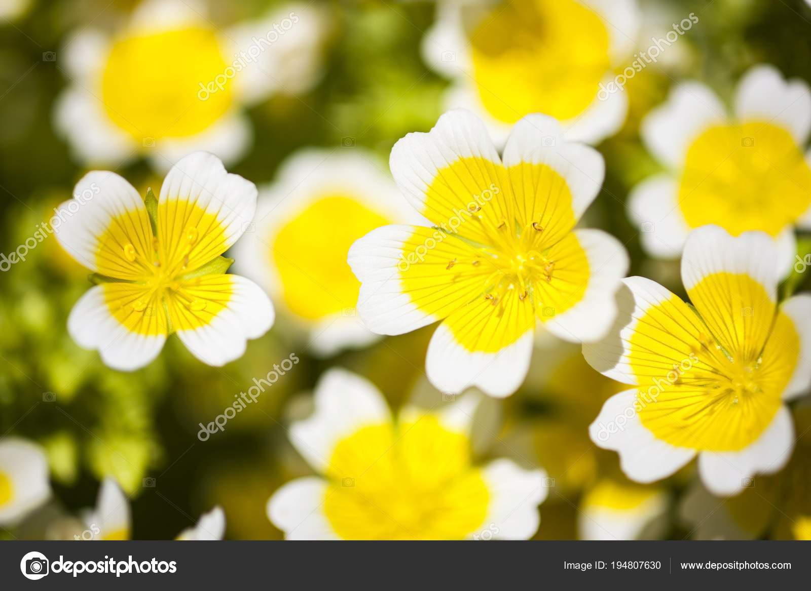 œuf Poché Plante Fleurs Fleur Jaune Photographie