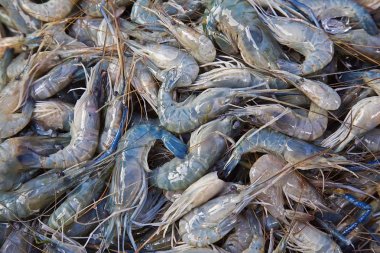 Young Rosenberg prawns in heap for sale at market clipart