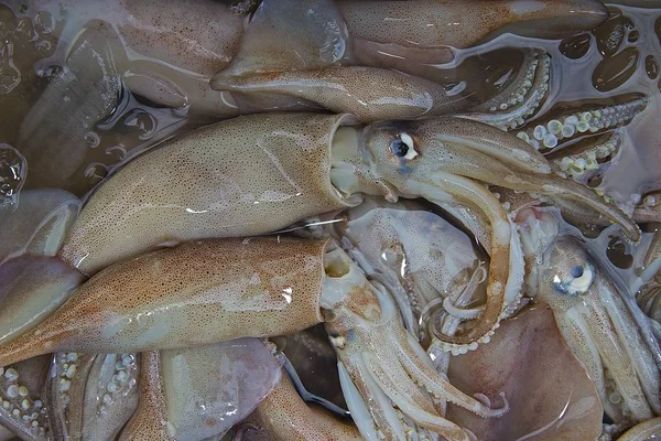 Cuttlefish Lula Amontoado Para Venda Mercado — Fotografia de Stock