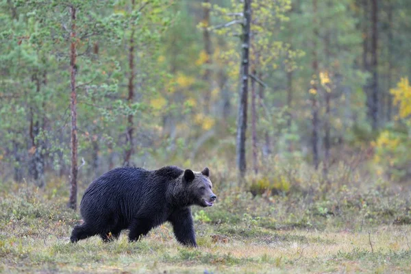 Бурый Медведь Ursus Arctos Ходить Осеннем Лесу — стоковое фото