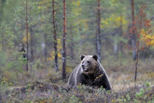 Brunbjörnen Ursus Arctos Höst Skog — Stockfoto