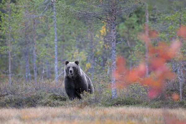 Бурый Медведь Ursus Arctos Работает Осеннем Лесу — стоковое фото