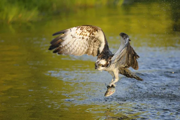 Osprey Predador Águia Pássaro Voando Com Peixes Garras Acima Rio — Fotografia de Stock