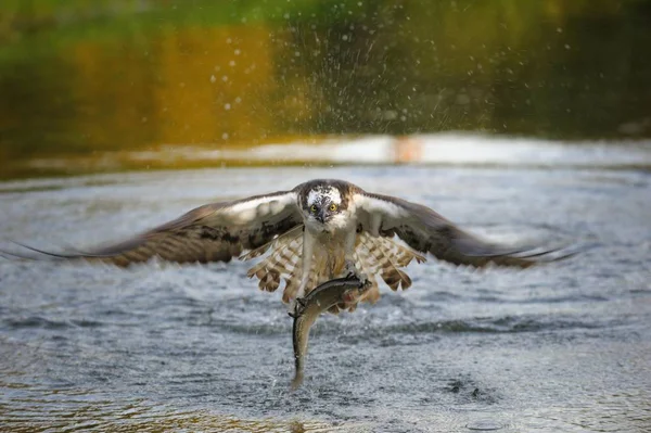 Fischadler Fängt Fische Aus Flusswasser — Stockfoto