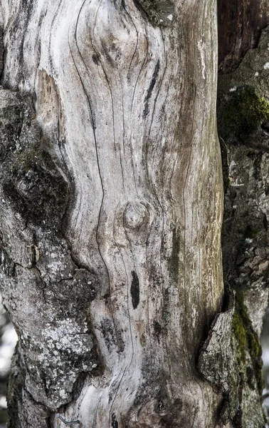 Baumholz Baumstamm Holzstruktur — Stockfoto