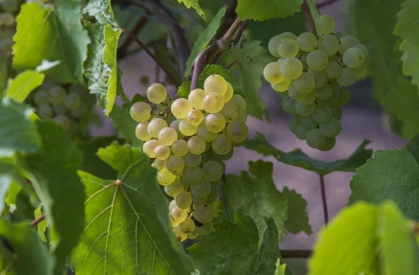 Cultivo Uvas Verdes Árvore — Fotografia de Stock