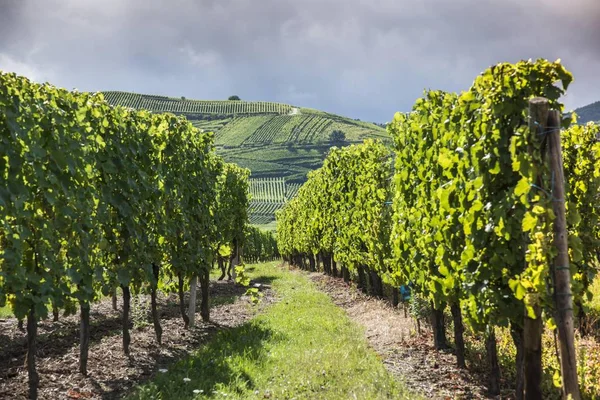 Vignobles Plantations Raisins Ferme Paysage — Photo