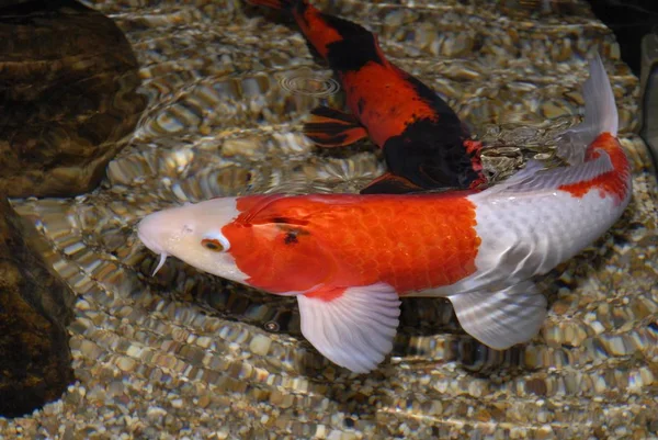 Koi Carp Cyprinus Carpio Varietas Terdomestikasi Dari Common Carp — Stok Foto