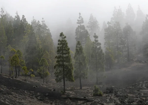 Caldera Taburiente Nationalpark Palma Kanarische Inseln Spanien Europa — Stockfoto