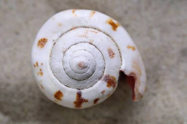 沙滩上的蜗牛贝壳海螺 — 图库照片