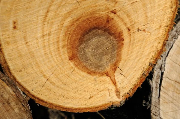 Sawed Boomstam Met Jaarlijkse Ringen — Stockfoto