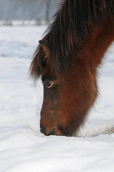 Iceland Horse Gelding Buscando Comida Nieve Alemania Europa —  Fotos de Stock