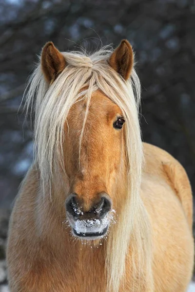 Islândia Cavalo Inverno Égua Retrato Alemanha Europa — Fotografia de Stock