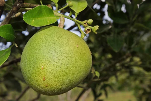 Frutas Pomelo Citrus Maxima — Fotografia de Stock