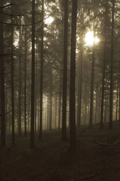 Туман Сонце Світить Крізь Дерева Балдахіна — стокове фото