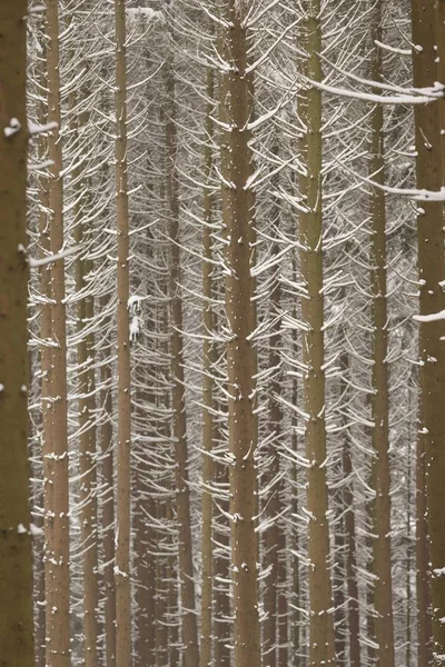 Snow Covered Trunks Spruce Picea Pine Forest Bergisches Land North — Stock Photo, Image