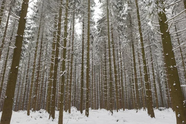 Schneebedeckter Kiefernwald Bergisches Land Nordrhein Westfalen Deutschland Europa — Stockfoto