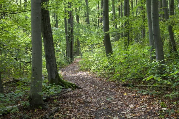 Parcours Door Bos Met Groene Bomen — Stockfoto