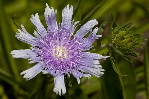 Violet Stokes Aster Filed — Stock Photo, Image