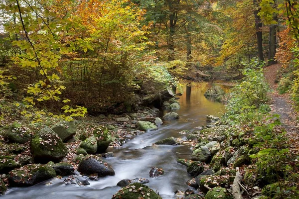 Ilse River Höst Skog Med Träd Harz Nationalpark Hochharz — Stockfoto