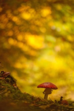 Fly Agaric mushroom in autumn forest, Amanita muscaria clipart