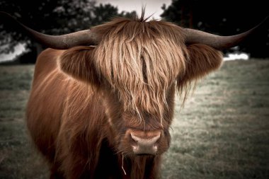Scottish Highland Cattle, animal head with horns  clipart