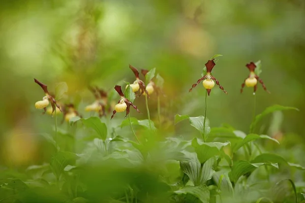 Жовті Квіти Орхідеї Дам Тапочки — стокове фото