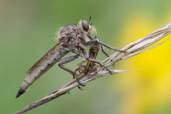 Robberfly Captured Hoverfly Detailed Macro Shot View — Stock Photo, Image