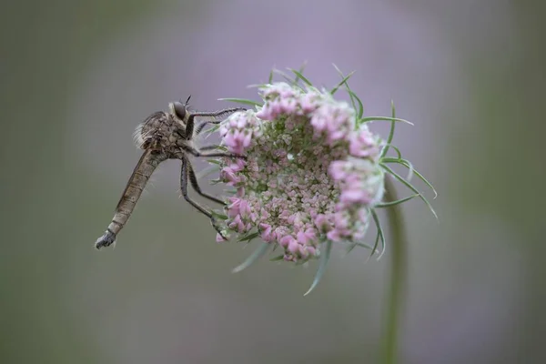 Robberfly Machimus Rusticus Sentado Uma Flor Uma Cenoura Selvagem Alemanha — Fotografia de Stock