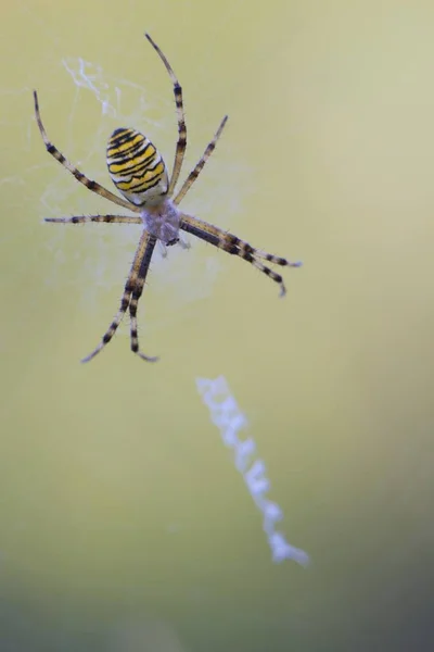 背景をぼかした写真 Web 上に座ってハチ — ストック写真