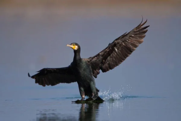 Grande Pássaro Cormorão Phalacrocorax Carbo Desembarque Água Lago — Fotografia de Stock