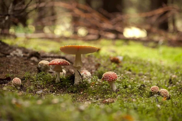 Batch Fly Agaric Amanita Muscaria Forest Meadow Poisoned Mushroom — Stock Photo, Image
