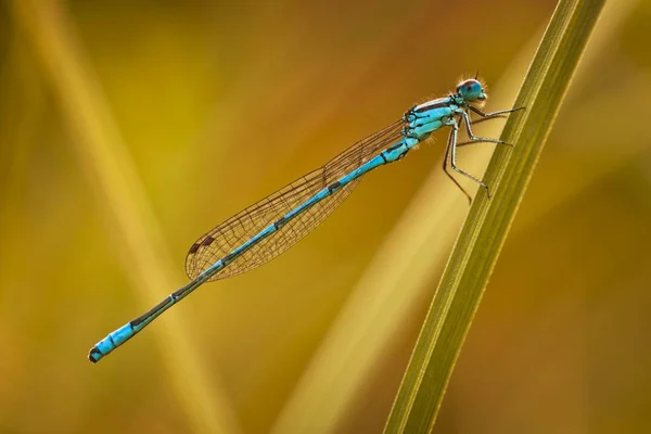 Łątka Dzieweczka Coenagrion Puella Dragon Fly — Zdjęcie stockowe