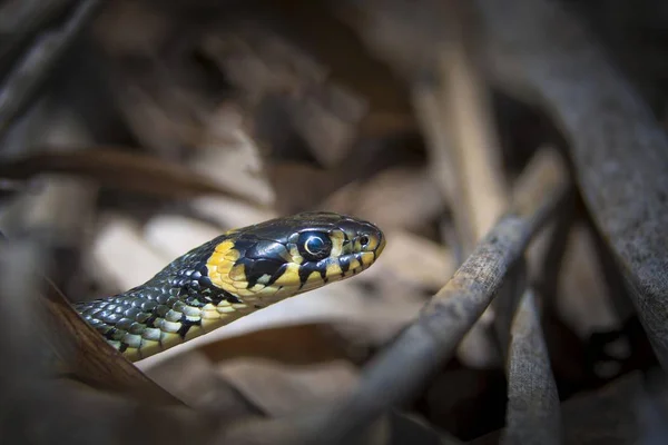 Grasslang Natrix Natrix Euloer Teiche Forst Lausitz Brandenburg Duitsland Europa — Stockfoto