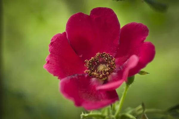 Arbuste Rouge Rose Fleur Rosa Moyesii — Photo