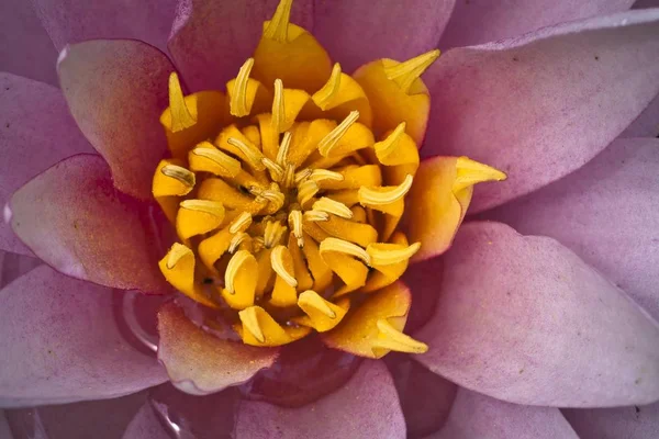 Close Flower Water Lily Nymphaea Cultivar — Stock Photo, Image