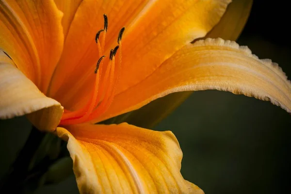 Turuncu Daylily Çiçek Ana Çiçek Makro Çekim — Stok fotoğraf