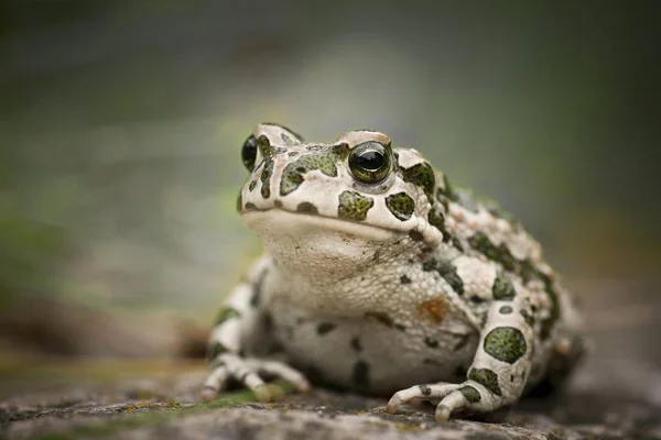 Rospo Verde Europeo Bufo Viridis — Foto Stock