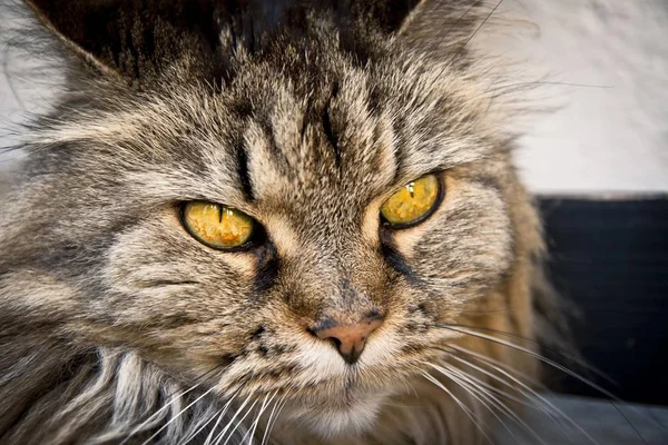 Norsk Skogkatt Tamkatt Närbild Porträtt — Stockfoto