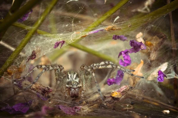 Labyrinth Spider Blurred Background — Stock Photo, Image