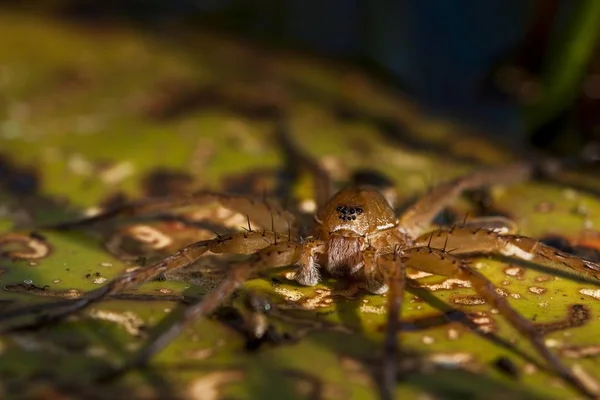 Yaprak Closeup Oturan Sal Örümcek — Stok fotoğraf