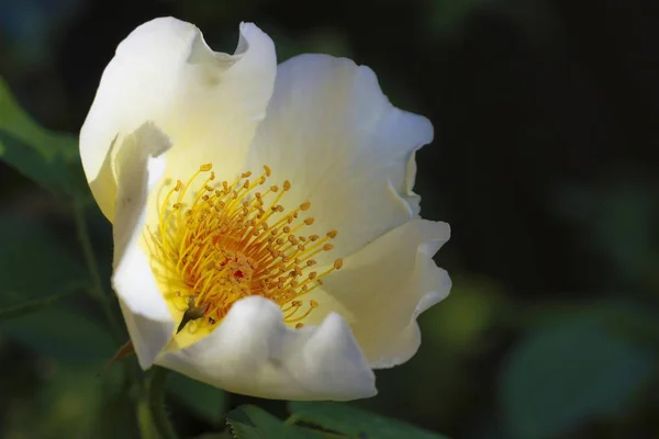 Garden Rose Blossom Flower — Stock Photo, Image