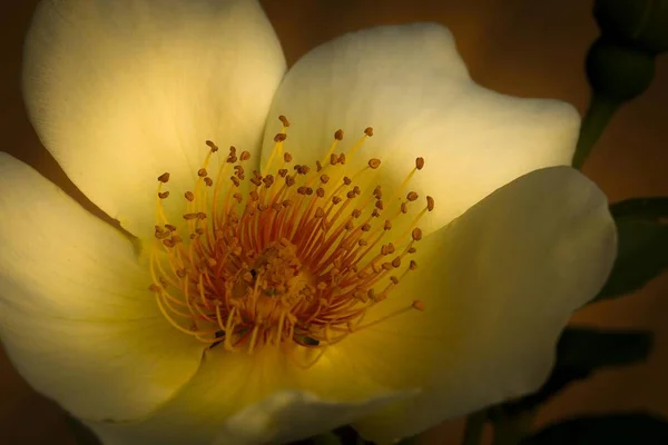 Garden Rose Blossom Flower — Stock Photo, Image