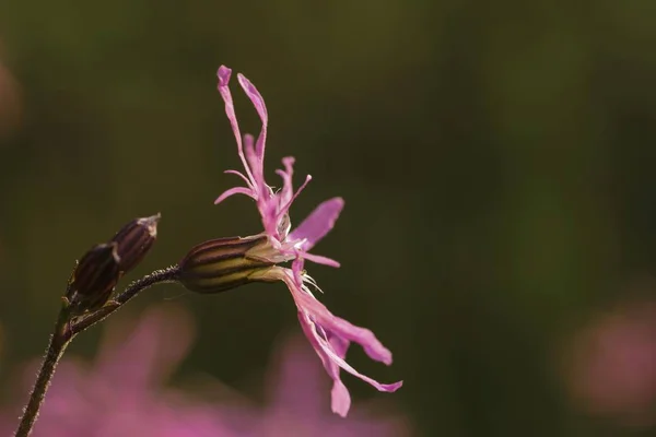 Квітка Зґвалтованого Робіна Огірки Квітів Лихніса — стокове фото