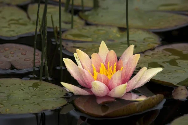 Flor Lírio Água Água Lagoa Com Folhas Verdes Ninfeia — Fotografia de Stock