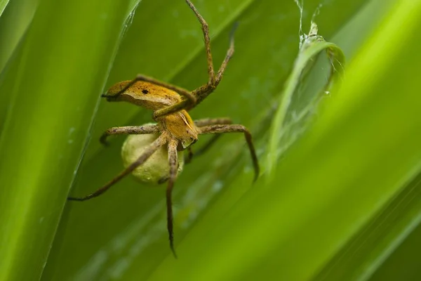 Berçário Teia Aranha Com Saco Ovo Sentado Folhas — Fotografia de Stock