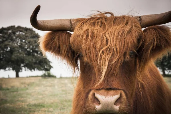Skotlannin Ylämaan Karja Eläinten Pää Sarvet — kuvapankkivalokuva