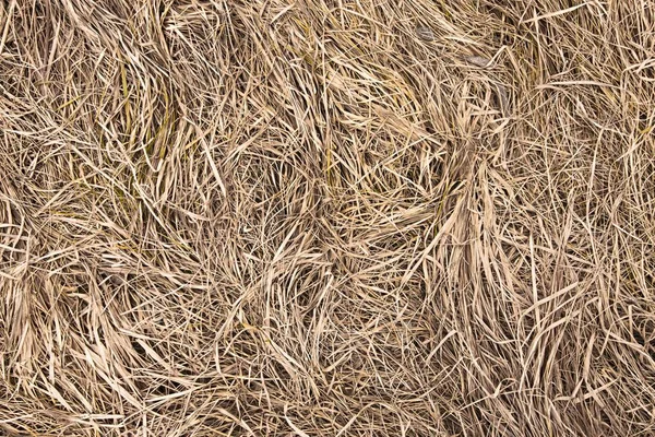말린된 잔디의 — 스톡 사진