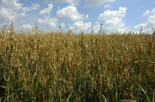 Field Oat Blue Sky Clouds Stock Photo